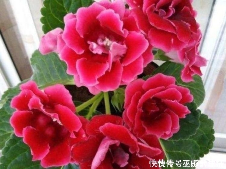 花海|4种花一开就是大半年,沾土就活,懒人新手都能养好,美成花海!