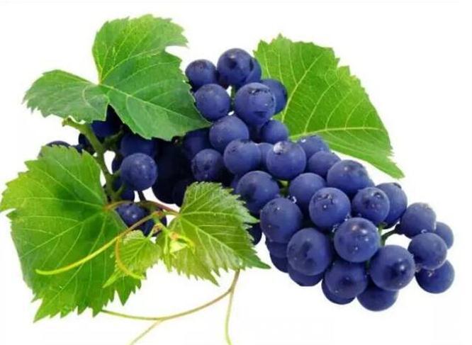 此果|三伏天来了,不妨多吃此果 ,益气补血,增强免疫力,早吃早好