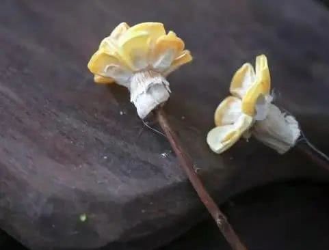 生活|当你还在梦想退休生活的时候,90后已经过上了你想要的田园生活