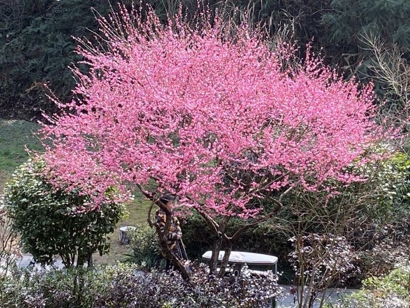 周末赏花去!长沙各大公园早樱、梅花开了,海棠、桃花、吉野樱正在枝头排队……