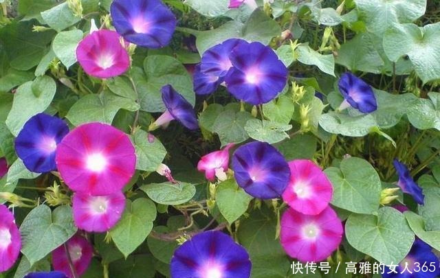 50种植物花语,不要再傻傻送错花了