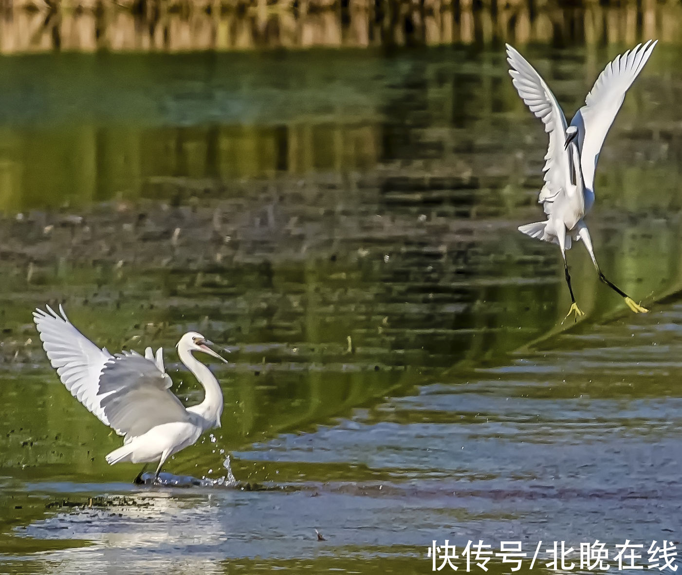 这画面美翻了！北京门头沟“白色精灵”起舞如仙子