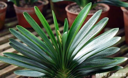 养君子兰不会浇水主要看叶子,水多水少有信号,养护也方便