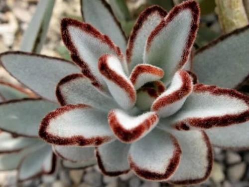 养护盆栽多肉做好这几点,在阳台上养出好看状态