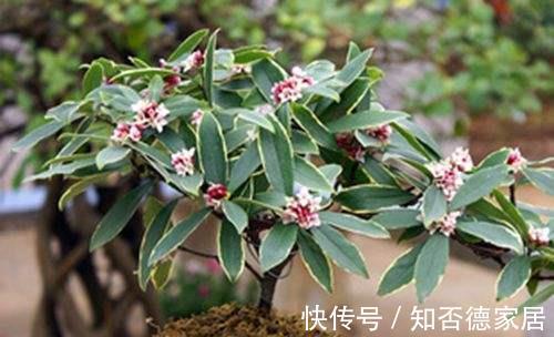 枝条|金边瑞香怎样修剪造型好看,金边瑞香这样剪错不了