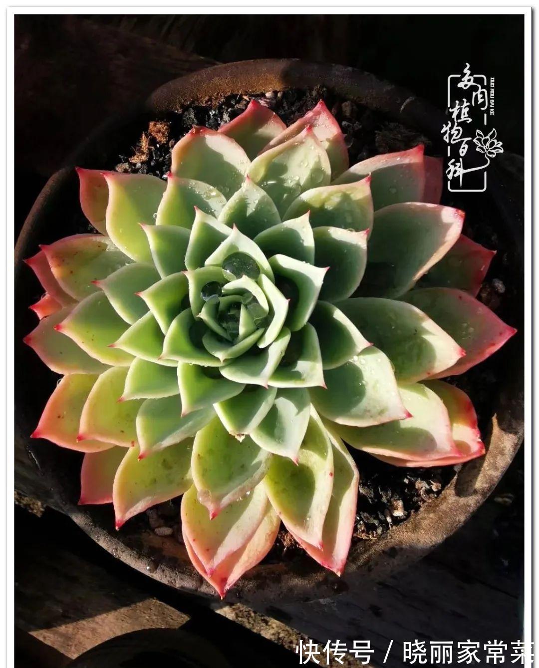 多肉之路,让我沉醉,浮世三千,有肉就欢!