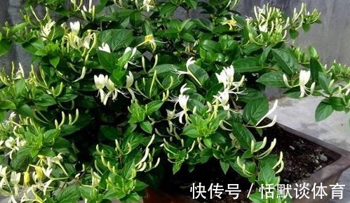 小灾|有着很高的药用价值!家里养上1盆,小病小灾都不怕!