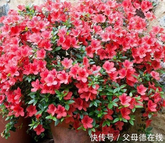 杜鹃花又黄叶了吗，这款杜鹃一年能开100天新手也能轻松养爆盆
