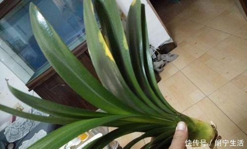 君子兰烂的“光秃秃”别扔,插进这里,又会长满新根,开满花