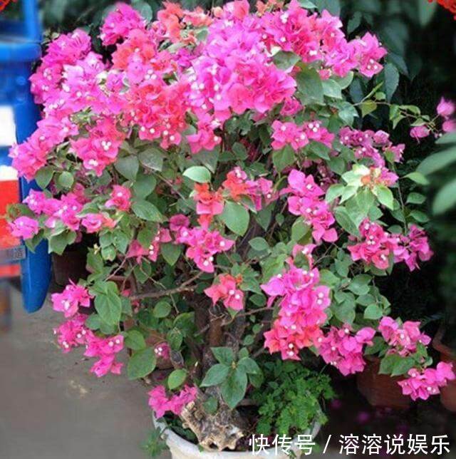 米醋|厨房里一种“调味料”,兑水浇了三角梅,从不黄叶,特别爱开花