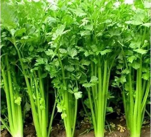 延缓衰老|身体健康都靠吃,吃几种食物,预防皱纹,延缓衰老,补水润肤