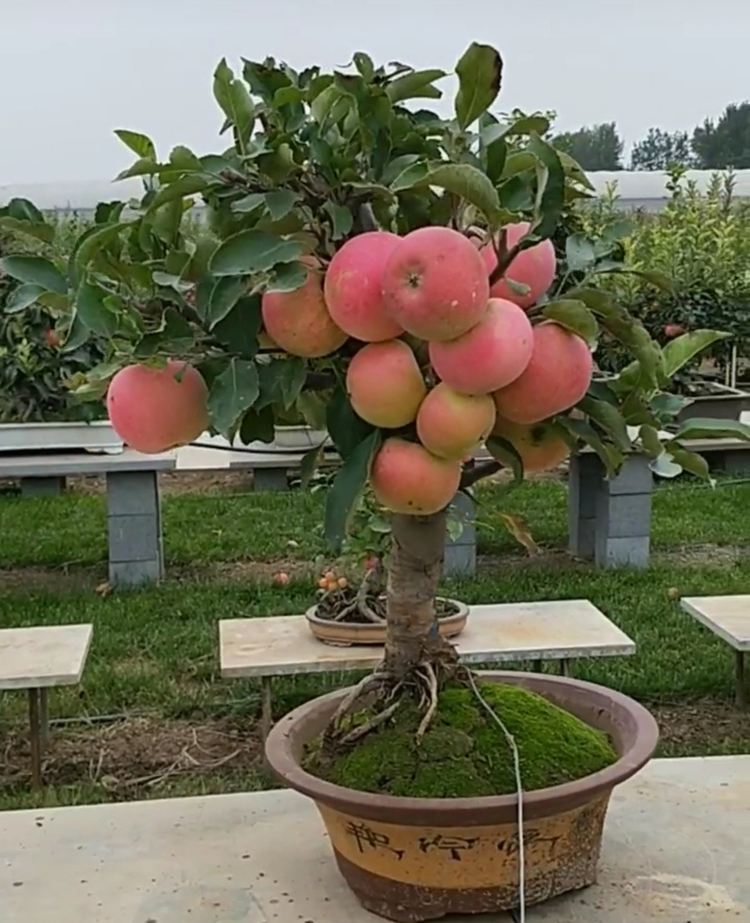 挂果|果树也能做“盆景”,1年挂果30个,养成“老桩”越来越值钱