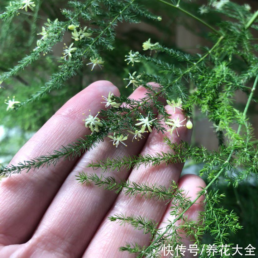 好兆头|3种植物不轻易开花，一旦开花有“好兆头”，你见过几种？