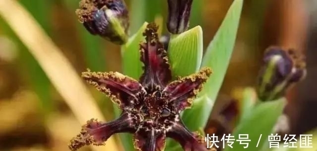 黑杰克|盘点：20种世界上最黑的花，黑的美，黑的妙，黑的呱呱叫