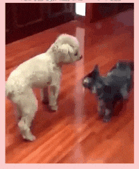 |搞笑段子王:为了一口吃的,猫咪就这么被主人骗了