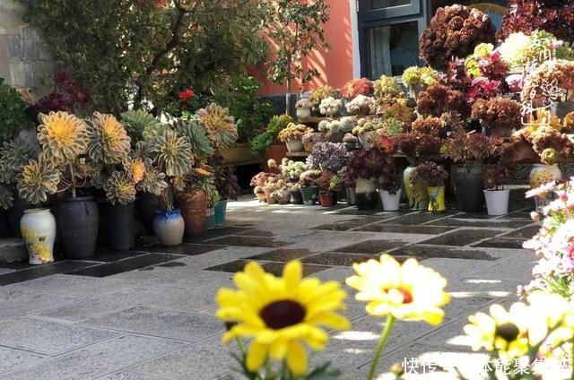 在茜的多肉小院里，花时间种快乐！在茜的多肉小院里，花时间种快乐！