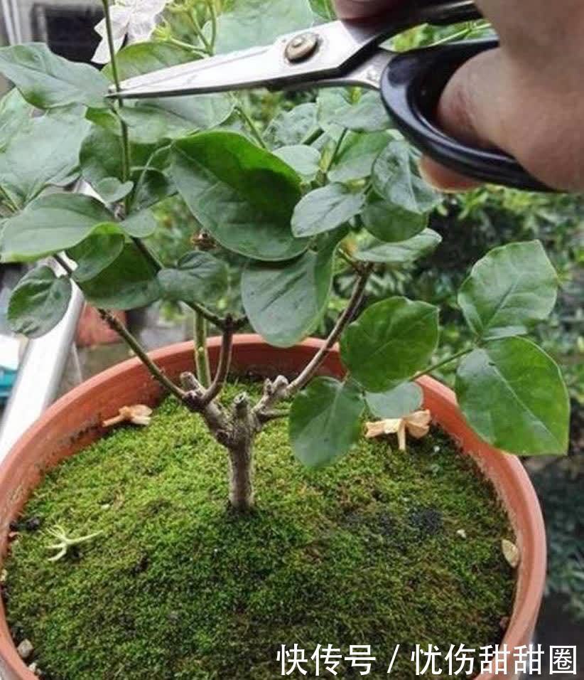 修剪|养茉莉花有“3点”很重要,株型更美,开花更多,又香又好看