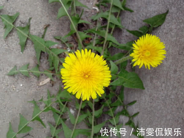 马齿|百岁老人从来不吃以下4种食物,会影响身体健康,早点知