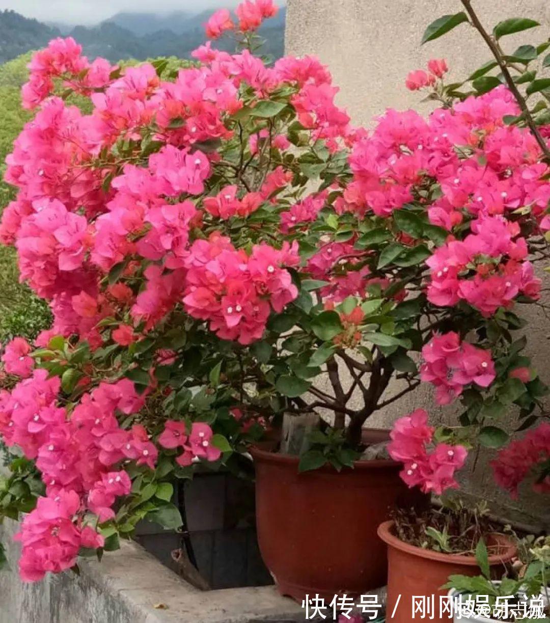 抗病、不招虫的天竺葵,屋里养一盆,开花一茬接一茬