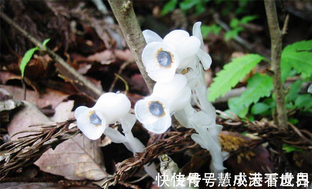 泸沽湖|世界上最纯洁的花，花瓣透明如水晶，每当下雨就会“变脸”