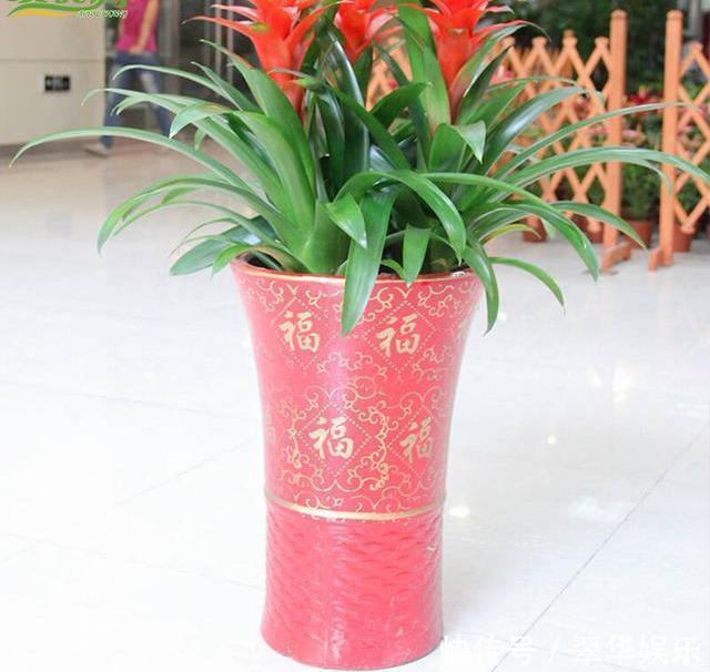 养花|养花的秘密小盆养好花,大盆养死花,知道为什么吗