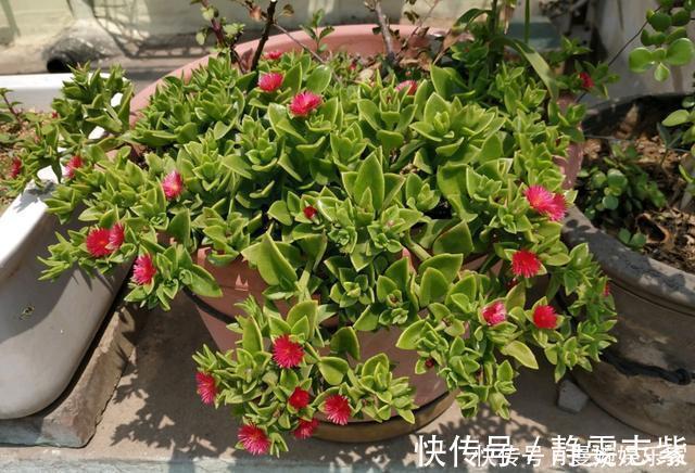 修剪|绿萝、吊兰不要再养了,养上4种花,美感更足,还格外的富贵