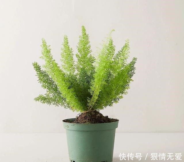 文竹、武竹和松叶武竹三“兄弟”,颜值高,哪种养护难度高!