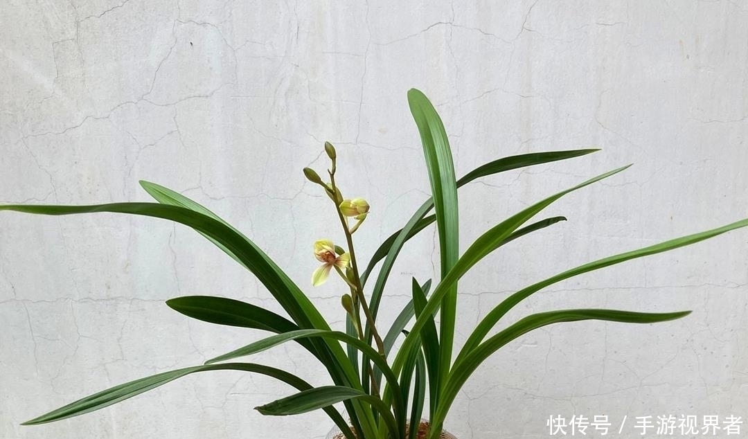 通哥|兰花夏季要断水,学会这样浇水,根系健壮,叶子绿油