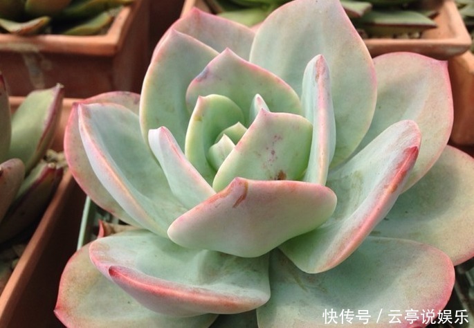 繁殖|家中常备“巨无霸”多肉,养家里能撑场面,多肉爱好者们快养一盆