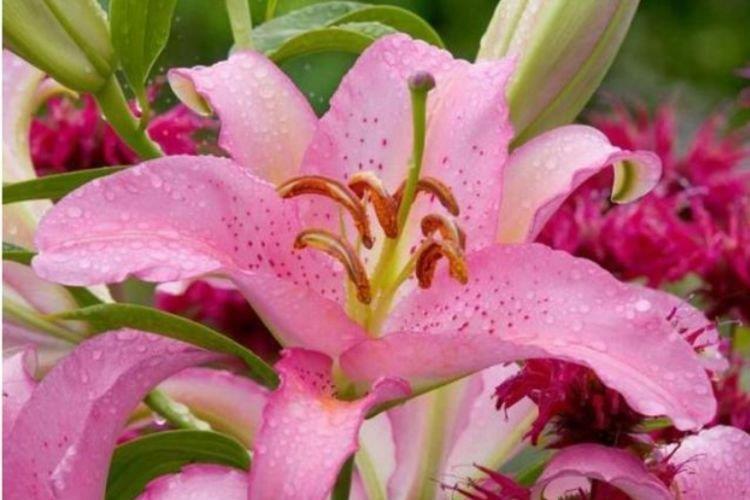 4种花被称为“开花王”,沾土就活,轻松开爆盆,四季有花赏!