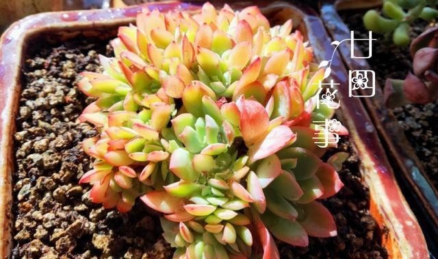 做好|多肉植物不上色,是方法没用对,5个条件做好了,鲜艳肥美状态足