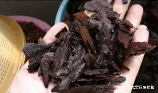 君子兰难开花用上“2种废料”,1年能长8片叶,能开2次花!