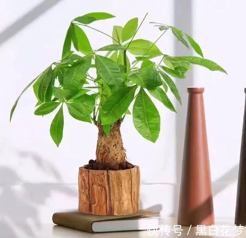 风水|五种小盆栽，耐阴又好养，办公室养几盆，增财运，旺事业