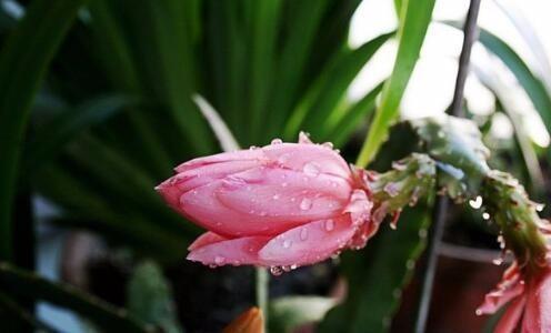 婆婆新买的盆栽，花开得又大又美，比蟹爪兰漂亮百倍