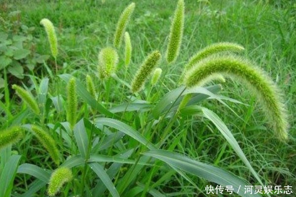 默默无闻的狗尾巴草,泡水喝竟有4个好处,男人女人都需要!