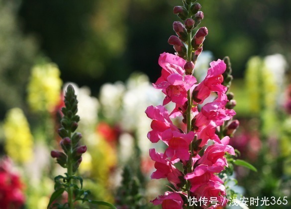 灵动|此花如灵动的金鱼一般,栩栩如生鲜艳夺目,是吉祥之花