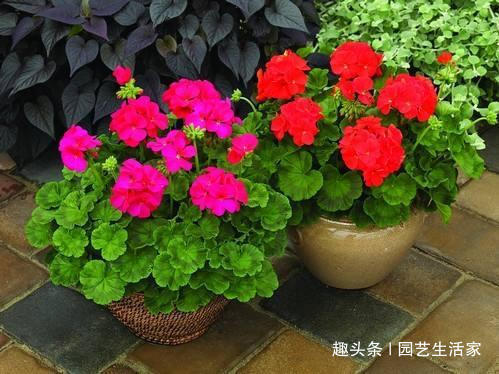 此花花期长较耐寒,秋冬想养花就养它,开花多不怕冷