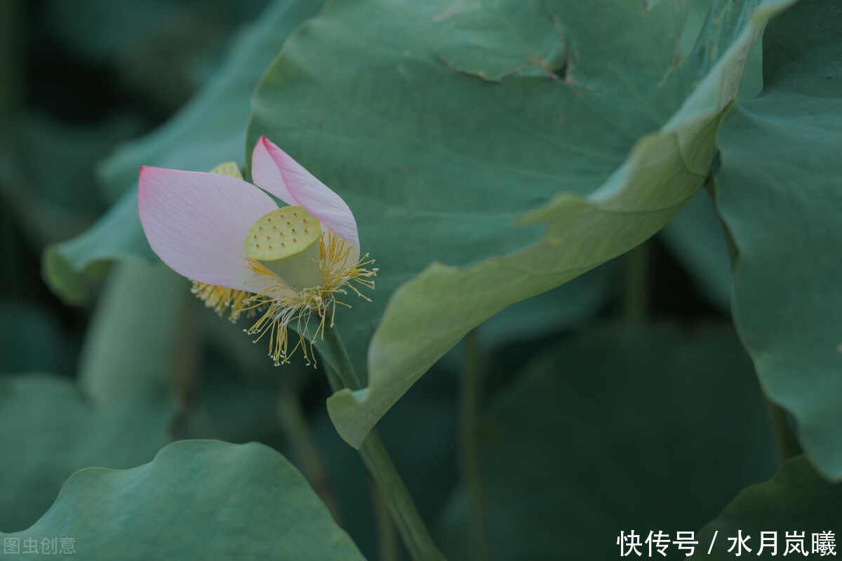  丹青|流年为笔，相思为笺，丹青水墨间，许你一场花开无言