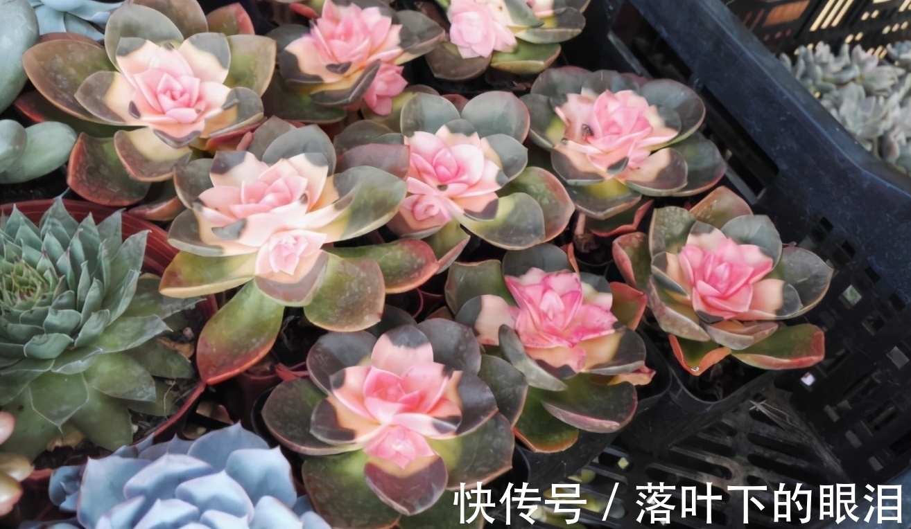 这些多肉新手买一盆死一盆,已被肉友拉进“黑名单”,买了浪费钱