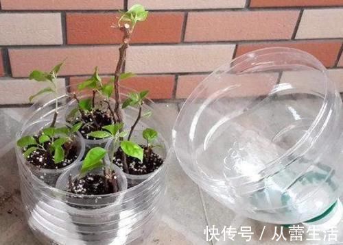 别再看不上塑料瓶，学会这些妙招，它堪当“养花神器”