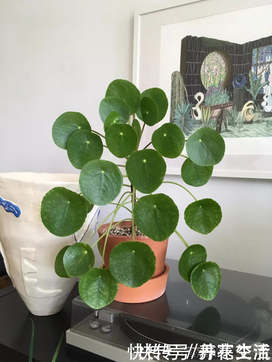 根系|适合养在办公桌上的5种盆栽小绿植,不用频繁打理