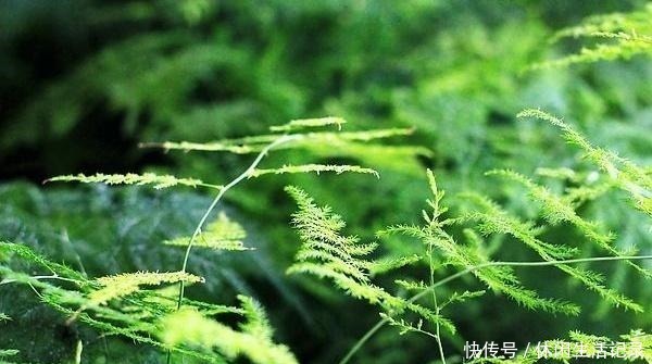 潮湿|文竹动不动就黄叶可能犯了这3个“错误”,做错一点也没“辙”!