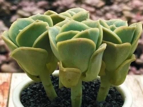 可爱玫瑰，多肉中最像玫瑰花的品种，出了状态颜色粉嫩，浪漫十足