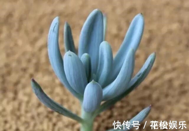 根茎|只需要一个简单的动作,就能让你徒长了的多肉变美,变胖