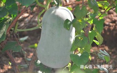 此物|老中医提醒冬瓜不能和此物一起吃，知道的人不多，你们吃了吗