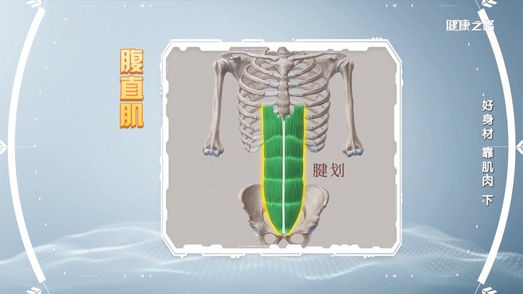健康之路| 肌肉