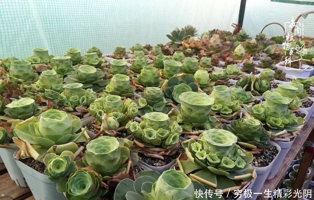 山地玫瑰的那些事儿关于养护过程中遇到的灵魂18问