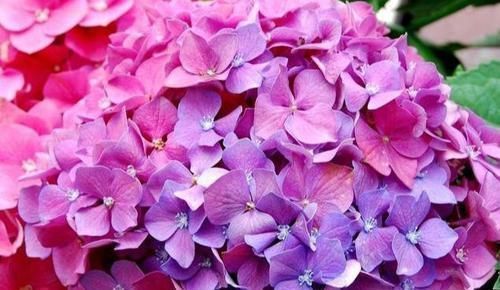 5种“阴暗花”，藏在角落里，年年自行繁殖，也能开成“仙花树”