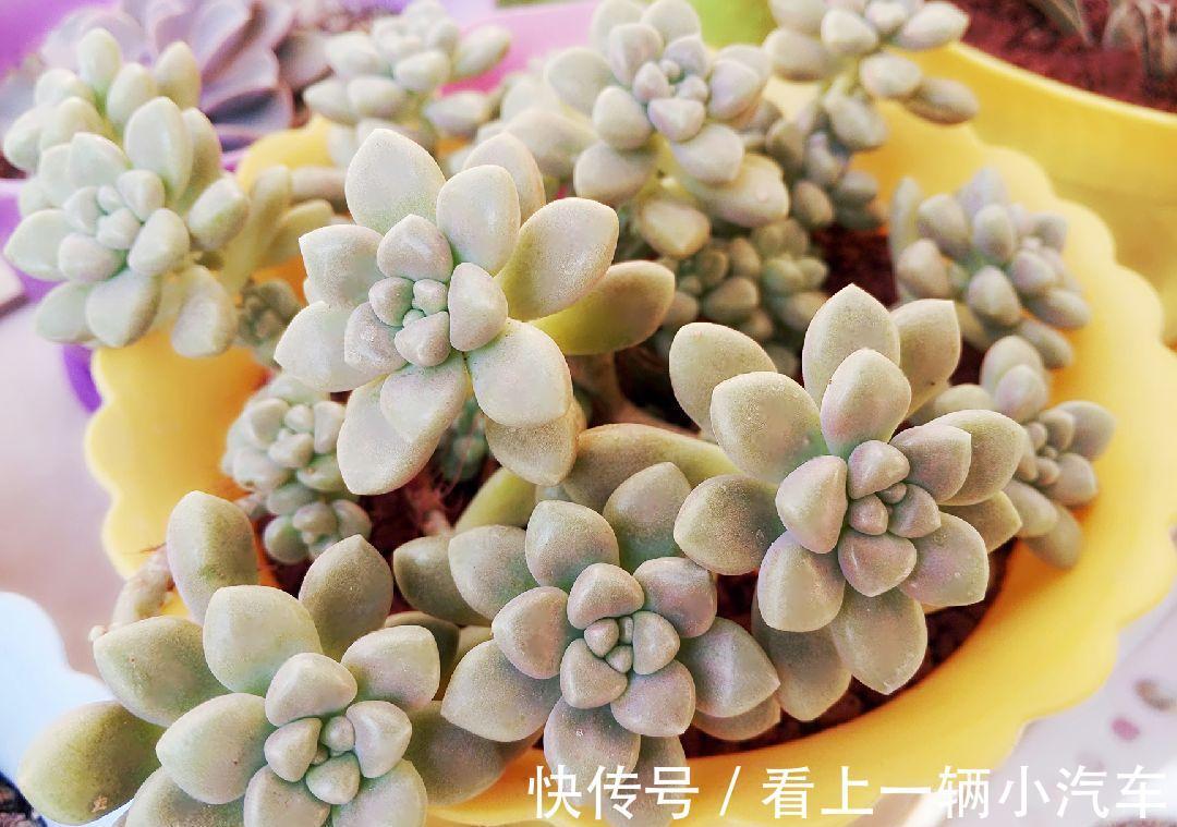 养多肉秋丽,从这4点入手,植株一年四季长新枝,呼呼爆盆