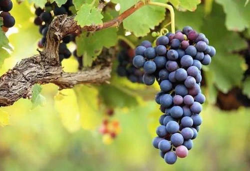 酚花青素|每天晚上多吃3种食物，美白护肤、滋润身体，早吃早好！